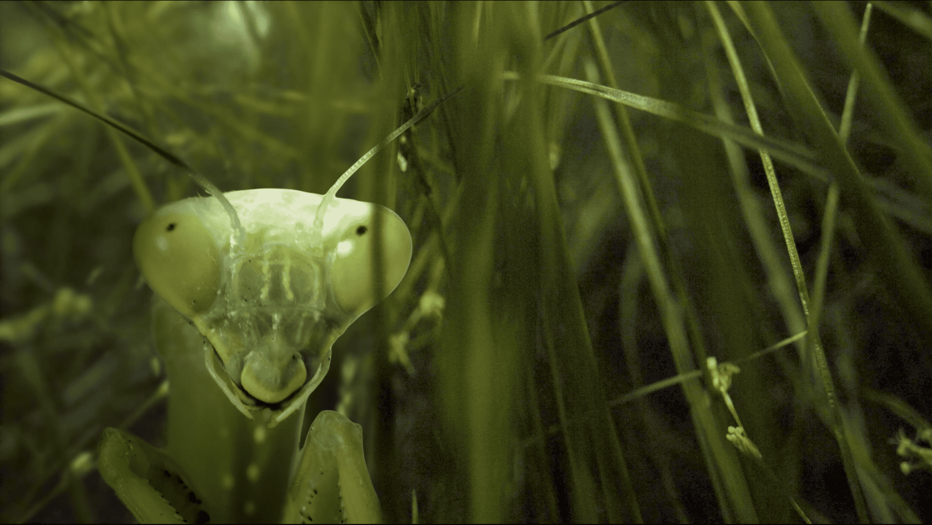 Macro image of grasshopper, still image from Field Companion videos
