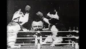 Two cats wearing boxing gloves in a miniature boxing ring, a film still from The Boxing Cats